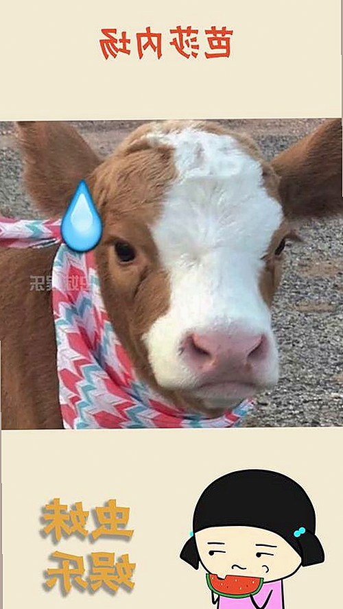 揭秘娱乐圈热议！警花张津瑜与兔兔的独家内幕曝光